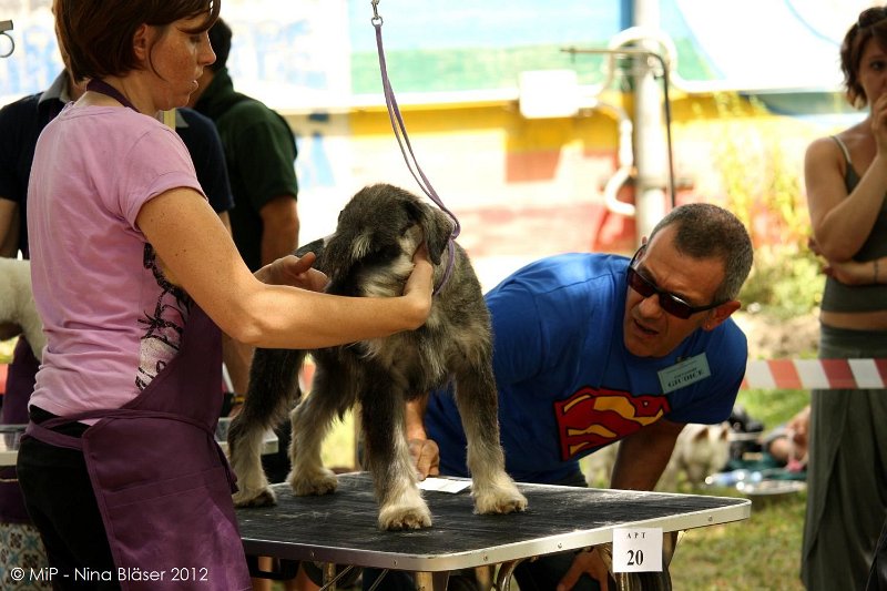 2012-07-01 B & B - Bedlington & Bichon Fun Day (77)_1500x1000.jpg